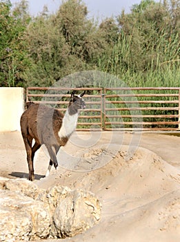 A beautiful domestic Tamatm goat