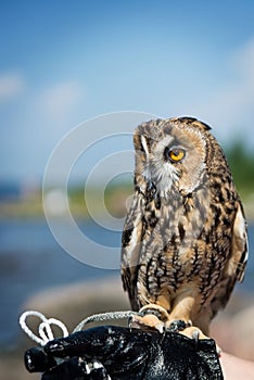 Beautiful domestication owl, wild owl, night owl