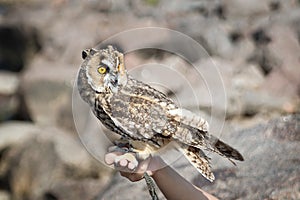 Beautiful domestication owl, wild owl, night owl photo