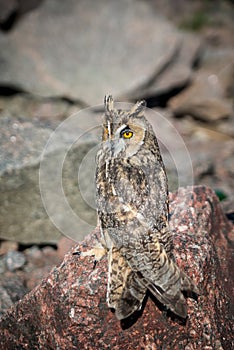 Beautiful domestication owl, wild owl, night owl photo