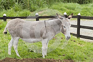 Beautiful donkey grazing in the paddock Equus africanus asinus
