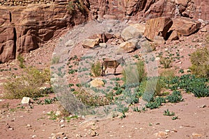 Beautiful donkey in Petra ancient park in Jordan