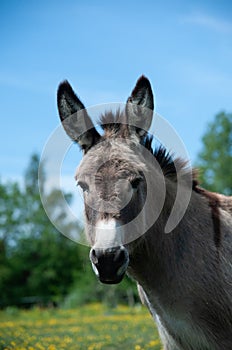 Nice donkey portrait