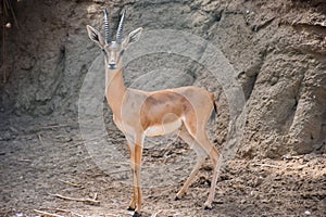 A Beautiful Dorcas Gazelle looking at camera