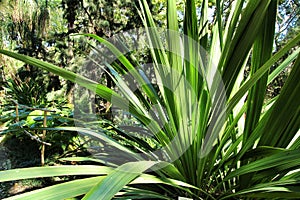 Doryanthes Palmeri specimen in the garden