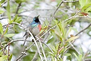 Beautiful double collard sunbird on a bottle brush tree branch