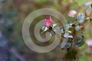 Beautiful Double Delight rose flower on blurry background of evergreens. Selective focus. white-pink rose cakes Double Delight