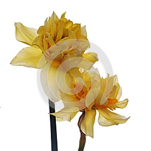 Beautiful double flowered daffodil, narcissus blooms isolated on white.