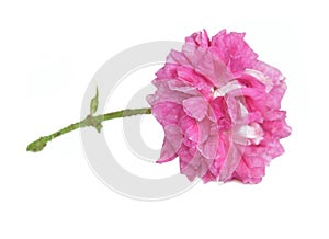 Beautiful double flowered pink rose isolated on white background
