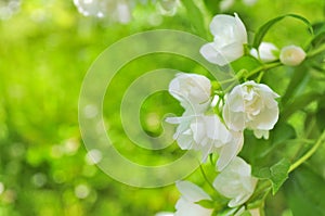 Beautiful Double Flowering Philadelphus