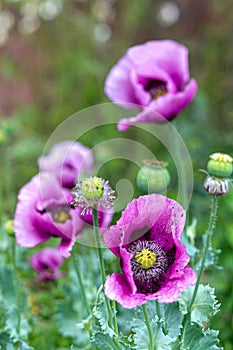 The beautiful double flowers of a giant purple poppy also known as Papaver somniferum or Opium Poppy