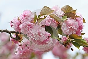 Beautiful double flowers of the Pink Flowering Cherry, Prunus serrulata Kanzan variety, family Rosaceae, blooming in spring