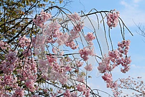 Beautiful double pink cherry blossom in spring