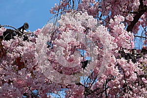 Beautiful double pink cherry blossom in spring