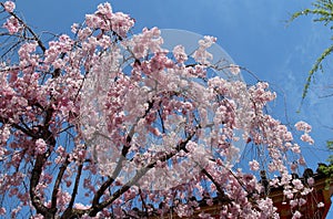 Beautiful double pink cherry blossom in spring