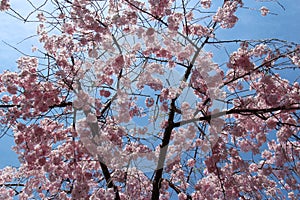 Beautiful double pink cherry blossom in spring