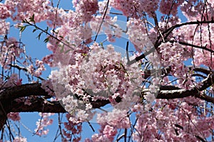 Beautiful double pink cherry blossom in spring