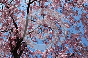 Beautiful double pink cherry blossom in spring