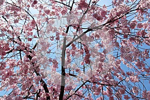 Beautiful double pink cherry blossom in spring