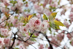 Beautiful double pink cherry blossom in spring