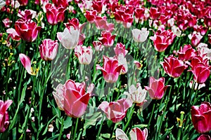 Beautiful double red and white tulip flowers. Spring blooming on a sunny day