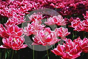 Beautiful double red and white tulip flowers. Spring blooming on a sunny day