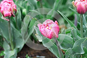 Beautiful Double Ruffled Pink Tulip After the Rain