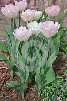 Beautiful double soft pink tulip Angelique