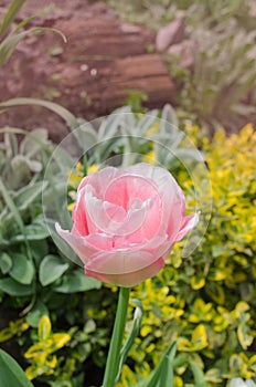 Beautiful double soft pink tulip Angelique