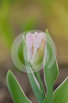 Beautiful double soft pink tulip Angelique