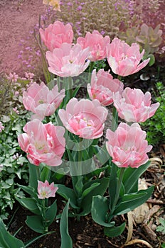 Beautiful double soft pink tulip Mariage