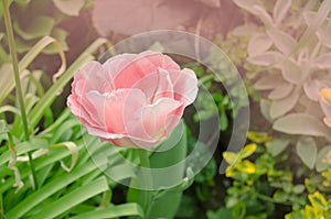 Beautiful double soft pink tulip Mariage photo