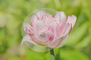 Beautiful double soft pink tulip  Mariage photo