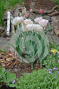 Beautiful double soft pink tulip  Mariage