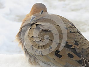 Beautiful Dove sitting apprehensively on a step