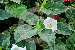 Beautiful downy thorn apple,Datura innoxia with white flower