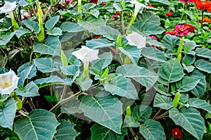 Beautiful downy thorn apple,Datura innoxia with white flower