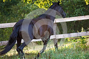 Beautiful draft black mare horse running alongside fence on forest background in evening sunlight in summer