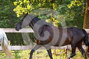 Beautiful draft black mare horse running alongside fence on forest background in evening sunlight in summer