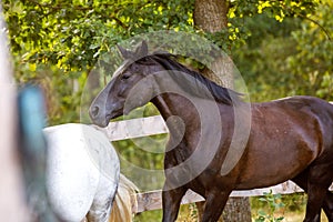 Beautiful draft black mare horse running alongside fence on forest background in evening sunlight in summer