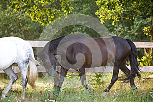 Beautiful draft black mare horse running alongside fence on forest background in evening sunlight in summer