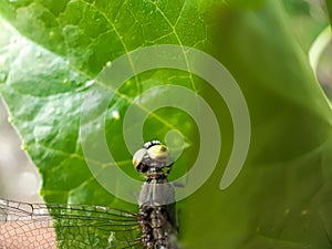 A beautiful dragon fly is perched on the leaves of a green tree. This is a garden