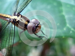 A beautiful dragon fly is perched on the leaves of a green tree. This is a garden photo