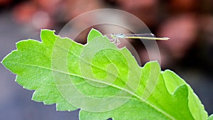 Beautiful Dragon fly sitting on a leaf.