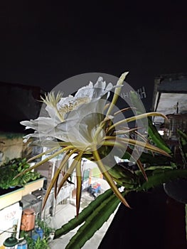 Beautiful Dragon fruit flowers bloom