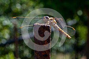 Beautiful dragonfly on branch, yellow dragonfly with green background. Smile for me