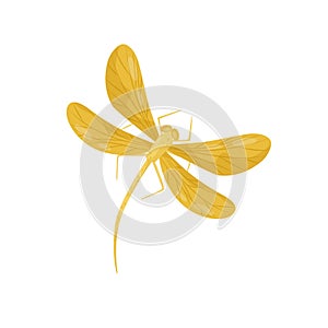 Beautiful dragonfly with bright yellow wings and long body. Small fast-flying insect. Flat vector design