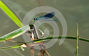 Beautiful dragonfly on a fern leaf above the water