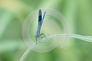 Beautiful Dragonfly in the foreground