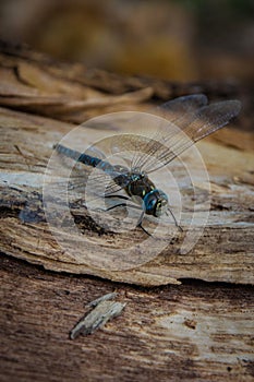 Beautiful dragonfly in the forest Aeshna juncea